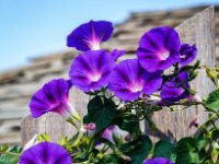 Morning Glories