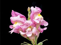 Skylaki-enhanced 1219x1600 U 100 Original ratio gainMap