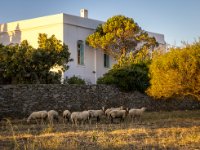 585A0164-Enhanced-NR