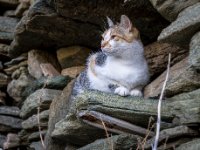 585A0196-Enhanced-NR