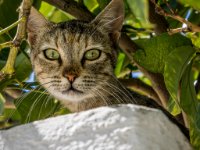 585A1151-Enhanced-NR