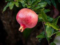 CRW 3287 : Web Sharp: Original ratio