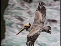Large Birds10