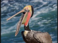Large Birds11