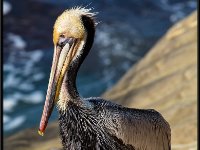 Large Birds13