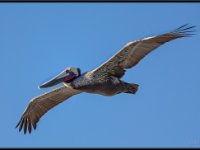 Large Birds14