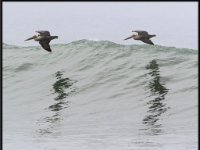 Large Birds15