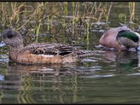 Large Birds6