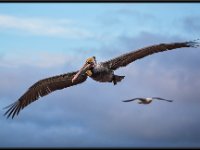 Large Birds