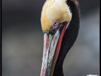 Large Birds8