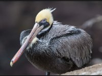 Large Birds9