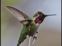 Small Birds