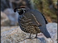 Small Birds10