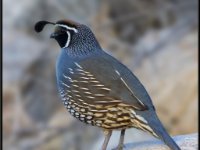 Small Birds11