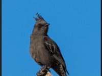 Small Birds12