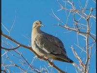 Small Birds13