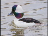Small Birds15