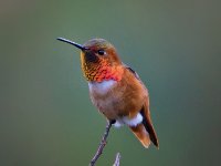 Small Birds17