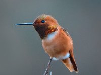 Small Birds18