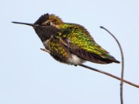 Small Birds19