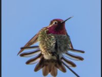 Small Birds2