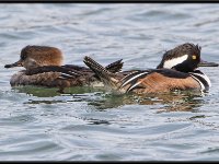Small Birds20