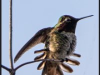 Small Birds3