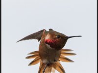 Small Birds4