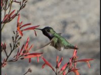 Small Birds6