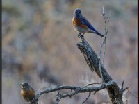 Small Birds7