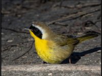 Small Birds8