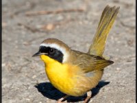 Small Birds9