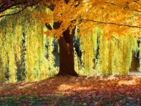 Nature15
