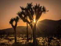 Joshua Tree