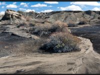 Bisti14