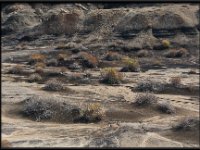 Bisti21