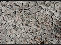 Bisti6