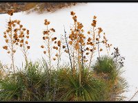 White Sands