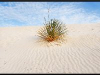 White Sands3