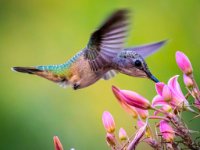 Humming Bird 8:25:21