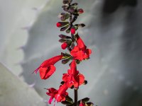IMG 0455