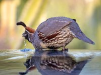 Quail DBG : Web Sharp: Original ratio