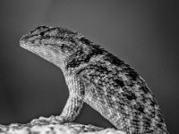 P6A0676 BW