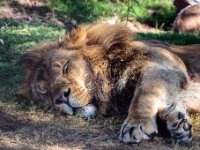 Phoenix Zoo