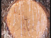 Central Utah43455