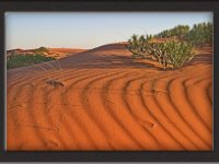 Coral Pink Dunes1