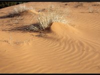 Coral Pink Dunes6