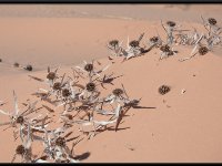 Coral Pink Dunes7