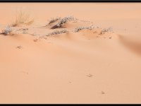 Coral Pink Dunes9