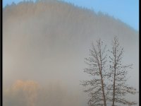 A29A5890 : Scenery and Foliage, Yellowstone